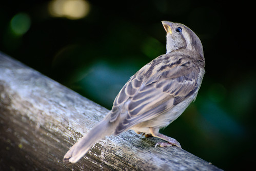 Sparrow on a bench ©  kuhnmi