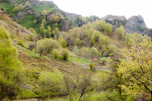Caucasus Forest ©  Konstantin Malanchev