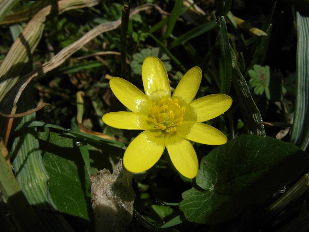:   / Ranunculus ficaria (Ficaria verna) / Lesser celandine /  / Scharbockskraut