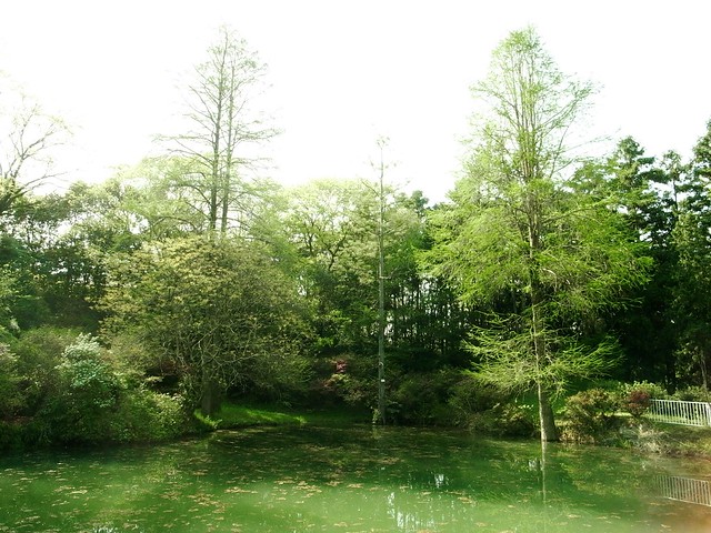 大阪 京阪私市（きさいち）の大阪市立大学理学部附属植物園で森林浴を 