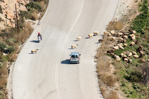 Sheep Crossing ©  Konstantin Malanchev