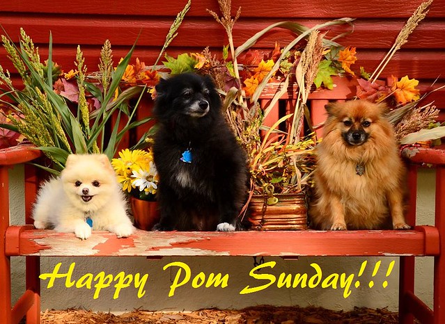 Happy Pom Sunday!