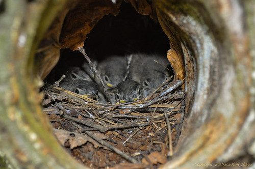 Wagtail nest ©  nordliht