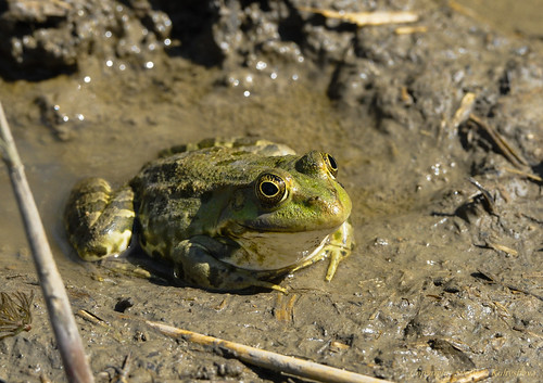 Frog ©  nordliht