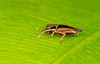 Pygmy mole cricket BNP