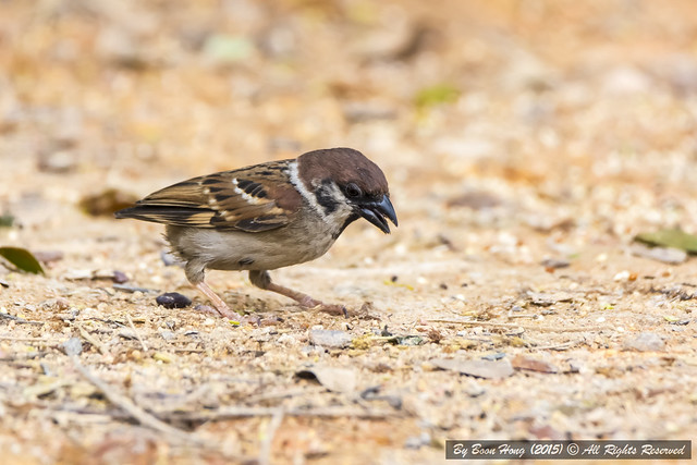 Eurasian tree sparrow (Passer montanus)_DSC5046-1