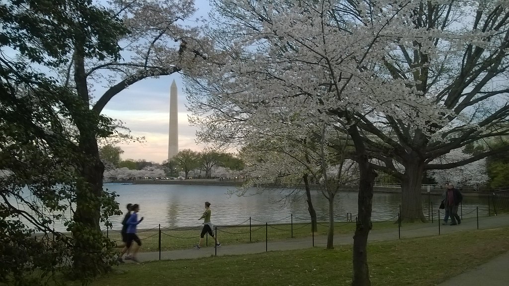 : Cherry Blossoms 2015