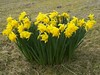 Daffodils, Kilchoan, Lochaber, March 2015