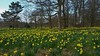 Daffodils in Sefton Park, Liverpool, England - April 2015