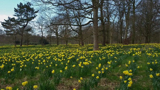 Daffodils in Sefton Park, Liverpool, England - April 2015