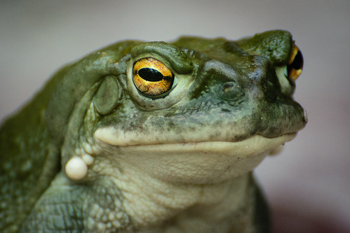 Colorado river toad ©  kuhnmi