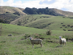 New Zealand sheeps <a style="margin-left:10px; font-size:0.8em;" href="http://www.flickr.com/photos/83080376@N03/16835714288/" target="_blank">@flickr</a>