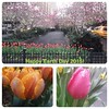 #PhotoGrid #earthday #nyc #cherryblossom #tulip #rain #water #dew #flower #cab #lgg2 Happy EARTH DAY! Earth is beautiful! Lets take care of #earth for our children and the next generations. Take the time to enjoy and appreciate our surroundings.