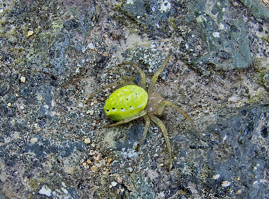 :   / Araniella cucurbitina / Cucumber Green Spider  / K