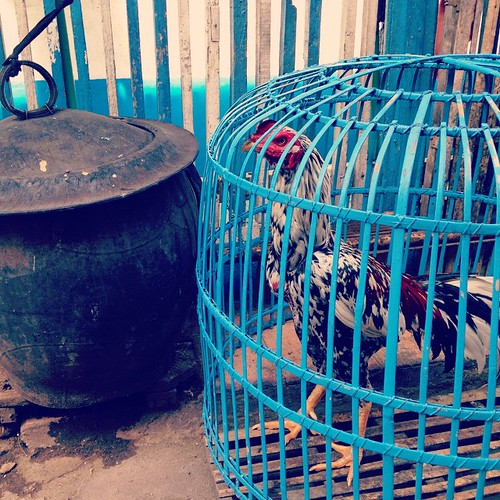   ...  ... #Travel #Surabaya #Indonesia  #Town #House #Cage #Chicken ©  Jude Lee