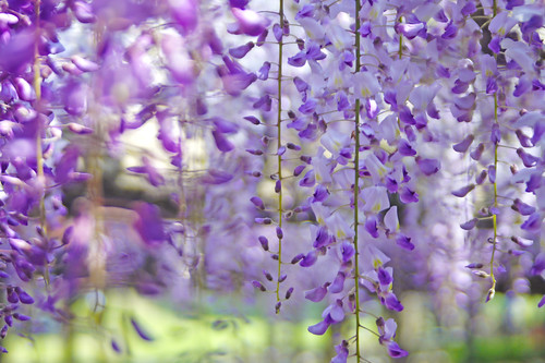a wisteria trellis. 藤棚にて．