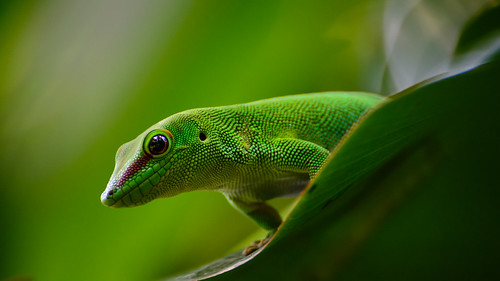 Madagascar day gecko ©  kuhnmi