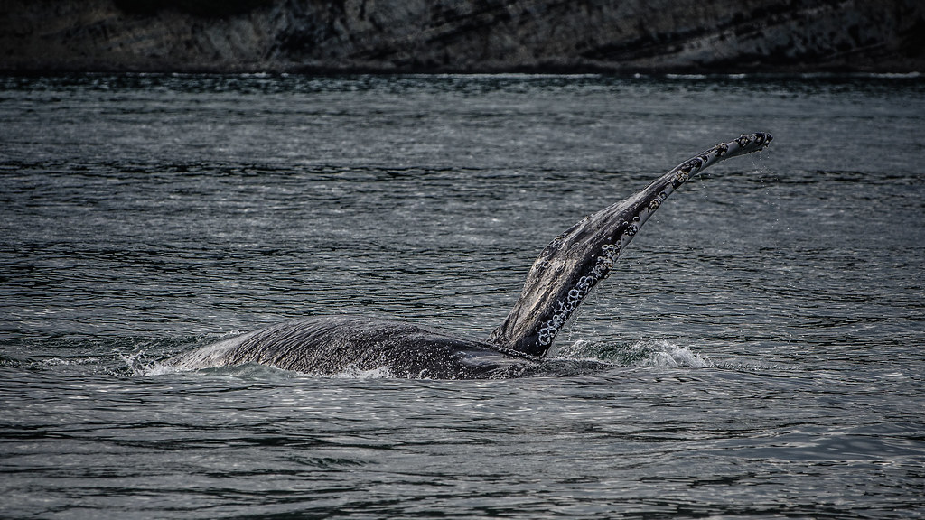 : Humpback Whale