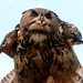 Eagle-Owl Avenger