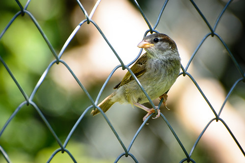 Bird in a Mesh-Wire Fence ©  kuhnmi