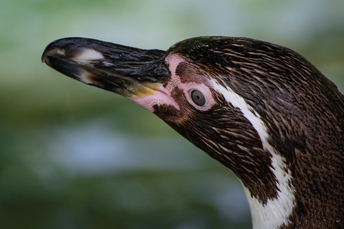 Humboldt Penguin ©  kuhnmi