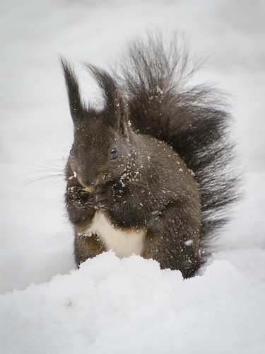Squirrel in the snow ©  kuhnmi