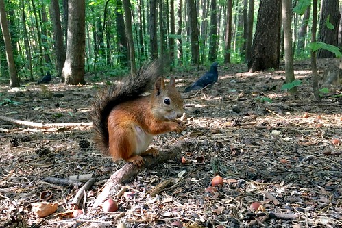 Squirrel In Choboty ©  Konstantin Malanchev