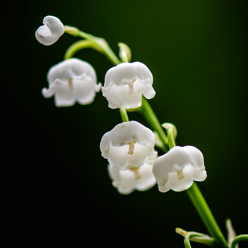 Lily of the Valley ©  kuhnmi