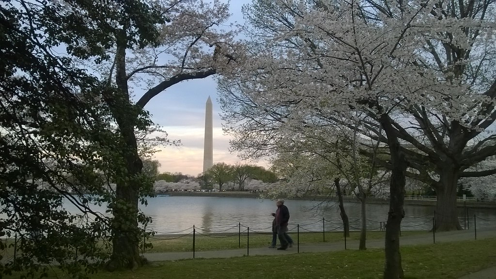 : Cherry Blossoms 2015