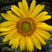 Sunflower in the Native American Crops Garden, Tucson Botanical Gardens