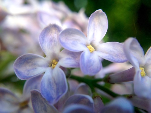 Lilac ©  Konstantin Malanchev