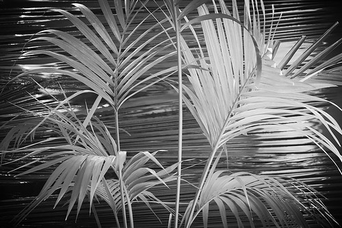 DSC01618 palms ©  Alexander Lyubavin