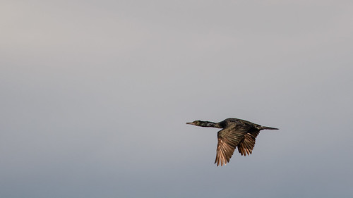 Cormorant ©  kuhnmi