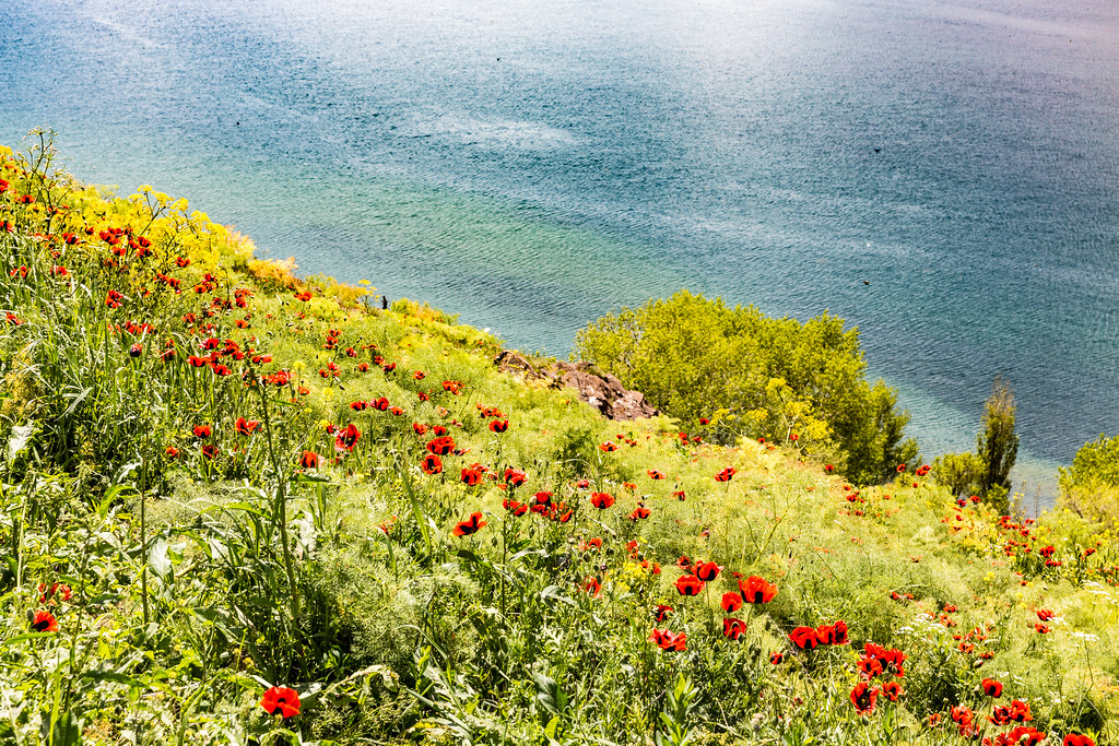 : poppy flowers on the shore of Sevan