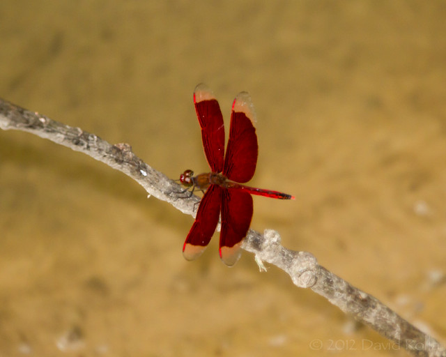 Indonesian red-winged dragonfly (Neurothemis terminata)