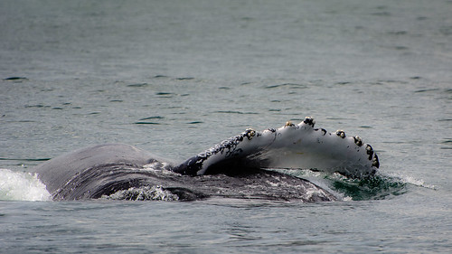 Humpback Whale ©  kuhnmi