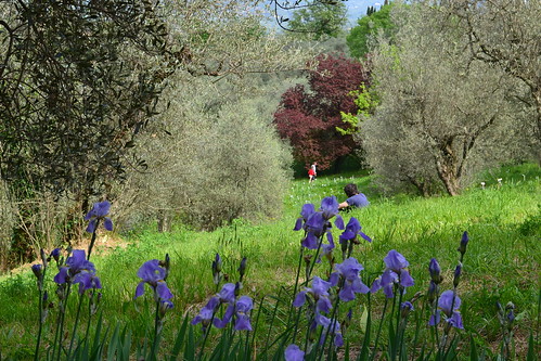 Giardino dell'Iris, Firenze ©  Olga