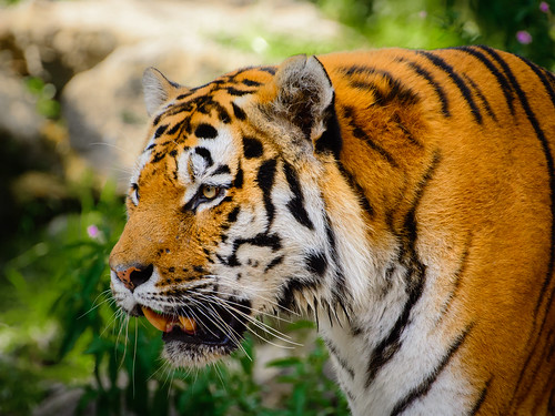 Amur Tiger ©  kuhnmi