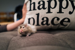 Day 14 - Our Little Hamster Gizmo