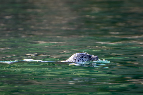 Harbor Seal ©  kuhnmi