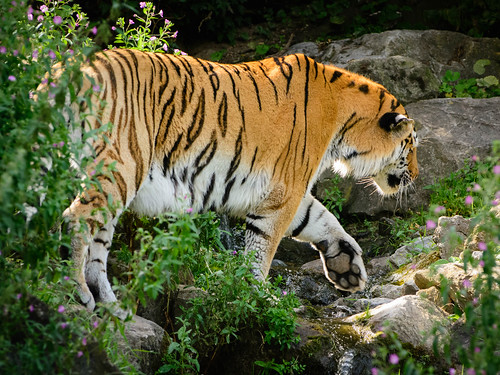 Amur Tiger ©  kuhnmi