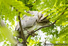 Juvenile Barn Owl (Tyto alba)_DSC5866-1