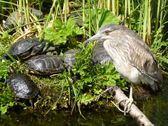 turtles and heron