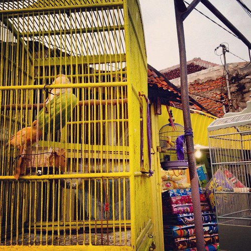     ...     #Travel #Surabaya #Indonesia #Back #Street #Town #House #Bird #Cage ©  Jude Lee