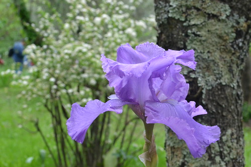 Giardino dell'Iris, Firenze ©  Olga