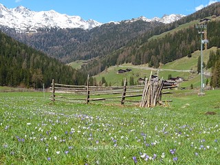 In und um  St. Gertraud (S. Gertrude in Val d'Ultimo)  im Ultental  (Val d'Ultimo) in Südtirol (AltoAdige) - Italien
