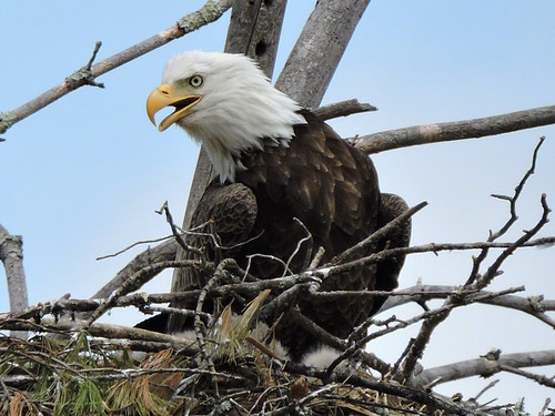 eagle12 ©  GWP Photography