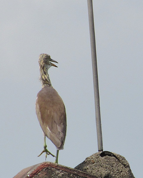 Chinese Pond-Heron On The Roof