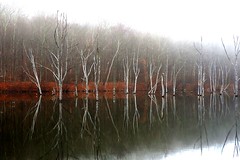 Naked Tree Reflection
