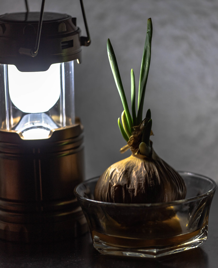 : Onion with lantern